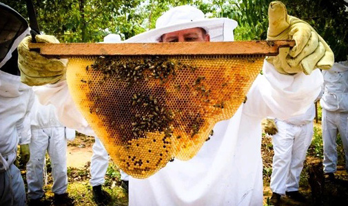 Beekeeper with a honey comb