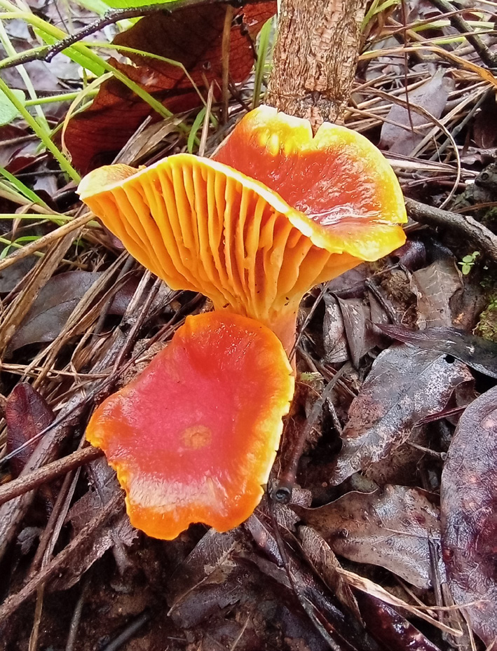 Mushroom growing on a log