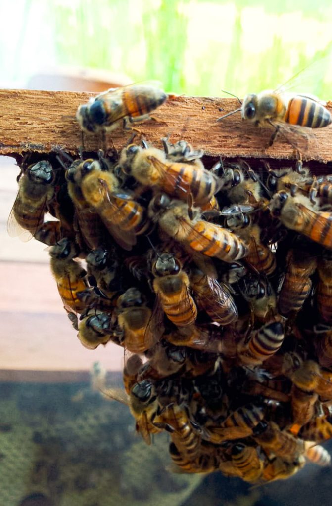 Bees on a comb