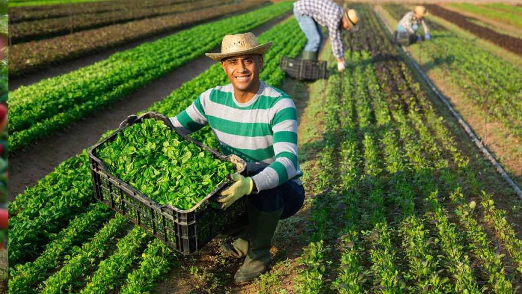 Farm worker with basket of farm goods